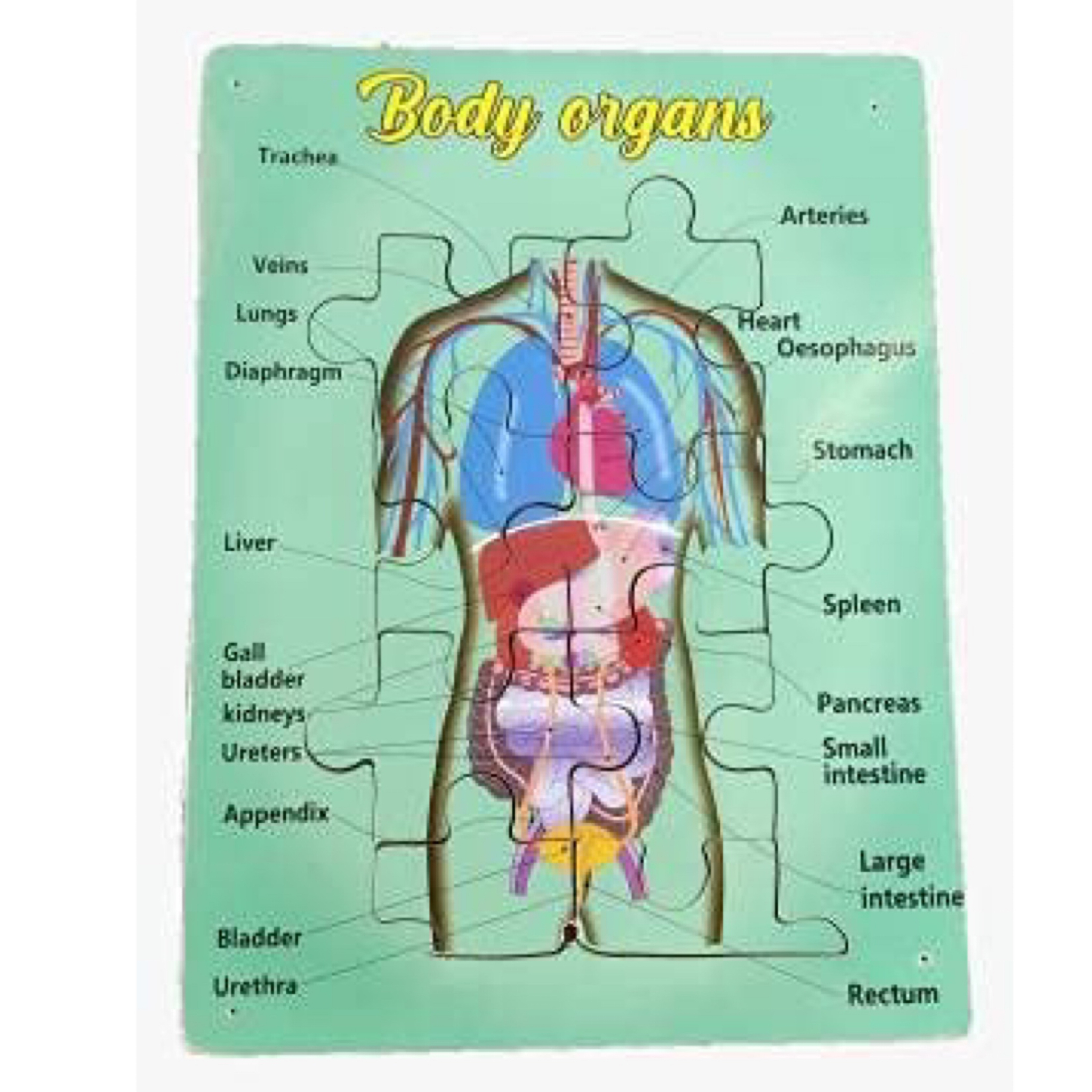 Muthu Groups Body organs - 1 no