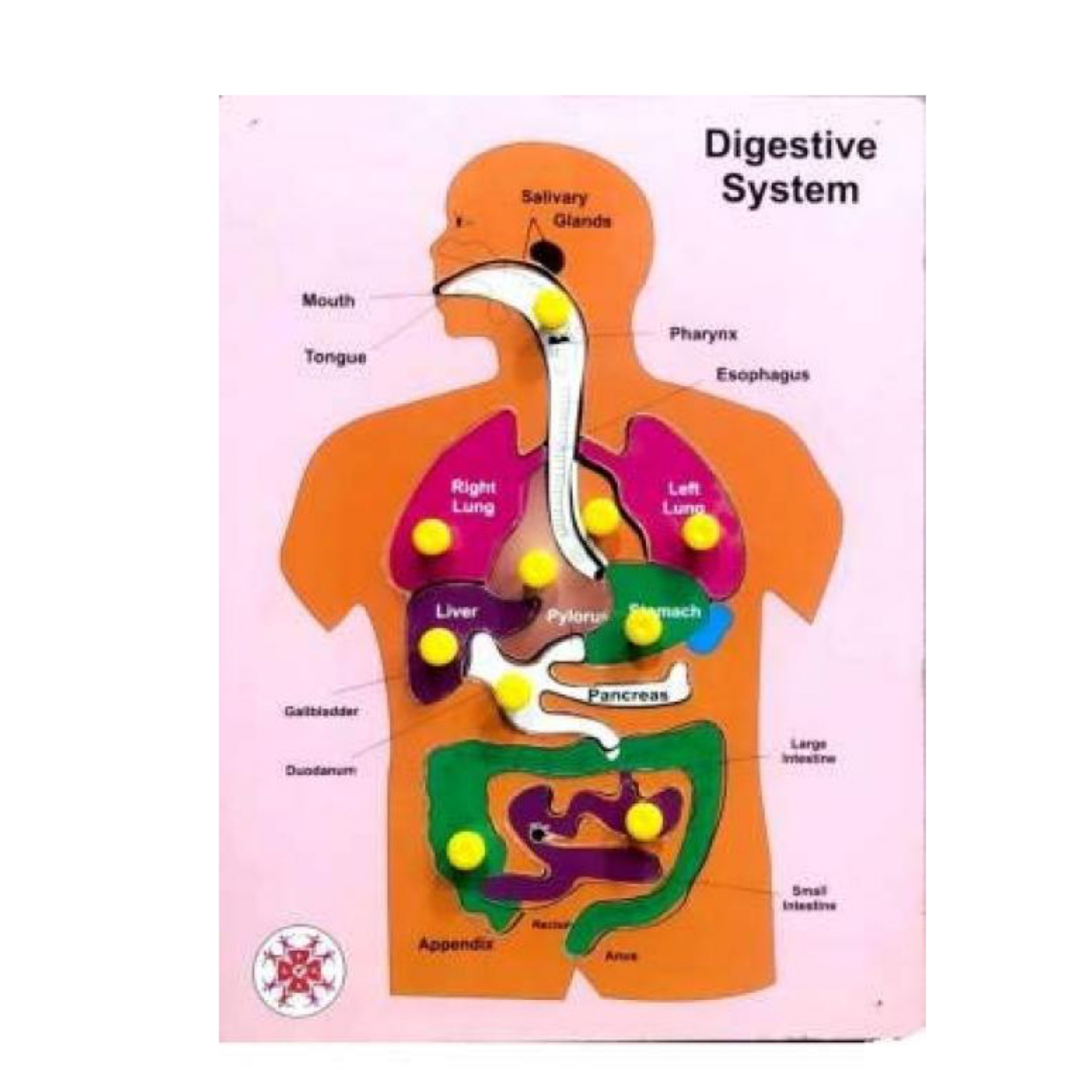 Muthu Groups Digestive system - 1 no